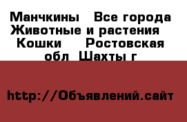Манчкины - Все города Животные и растения » Кошки   . Ростовская обл.,Шахты г.